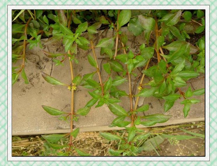 沼生丁香蓼 水族箱里的绿色精灵