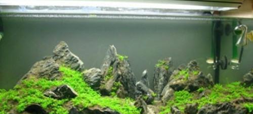 水族箱换水有讲究 操作不当只能眼睁睁看着鱼儿死去