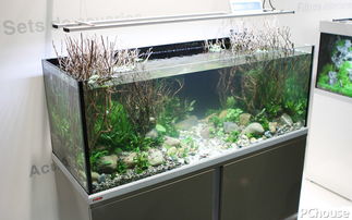 一箱一世界 用伊罕喜铂水族箱打造免换水的家庭自然生态景观