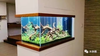 您说鱼缸水族箱占地，我们笑了 方寸之间，自有天地