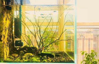 北京水族箱设计、造景与维护全攻略 打造家中的水下艺术