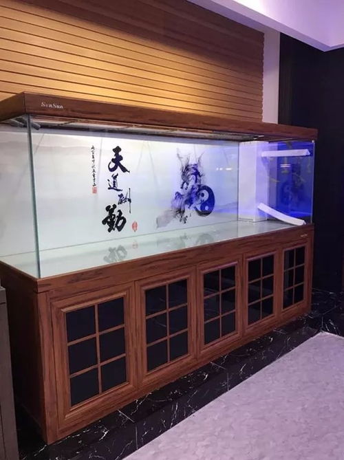 上海养鱼图鉴 从水族箱到锦鲤鱼的一站式攻略