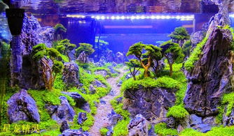 水族箱底砂小常识 掌握选择与使用要点，打造稳定水族生态
