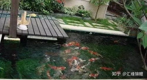如何精确计算水族箱体积 从新手到专家的完整指南