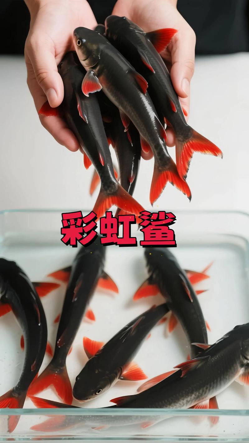 水族箱里的"彩虹闪电",彩虹鲨灵动来袭! 银灰躯体泛着金