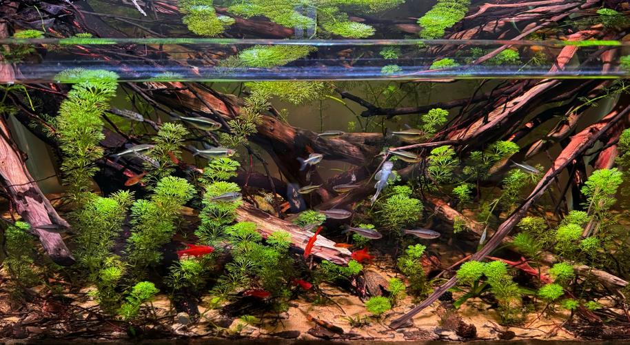 打造清澈南美水族箱 环境设置与维护指南