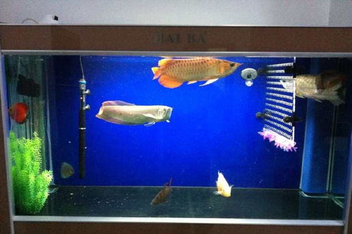 新手养护鱼缸水族箱的误区及必备工具