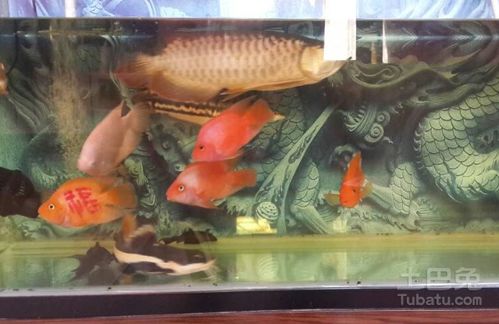 龙鱼水族箱的尺寸与布置指南