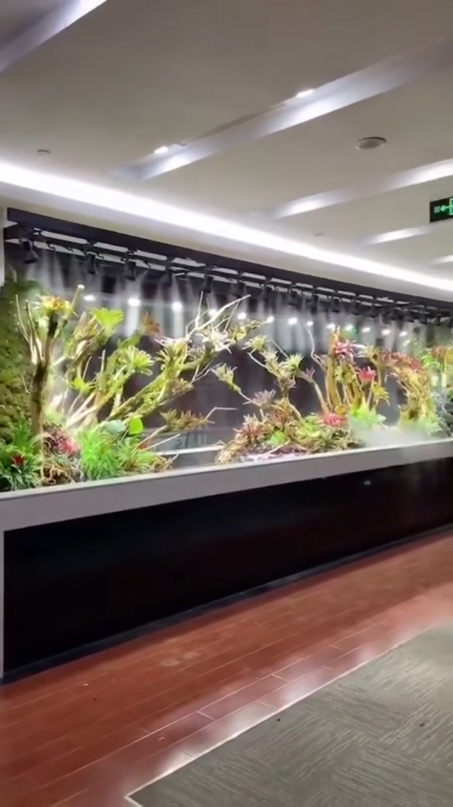 水族箱 微型海洋的艺术与科学