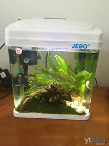 桌面上的微观海洋 小型迷你LOED生态创意鱼缸选购与造景指南