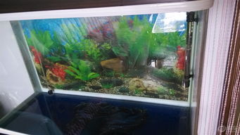 水族箱换水 艺术与科学的结合